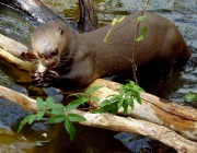 Animais Típicos do Cerrado 2