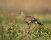 Animais Típicos do Cerrado 5