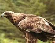 Aquila Chrysaetos 2