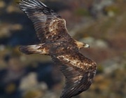 Aquila Chrysaetos 3