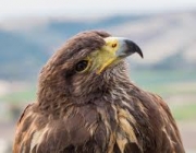 Aquila Chrysaetos 4