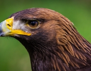 Steinadler (Aquila chrysaetos)