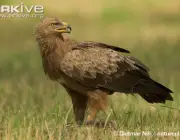 ARKive image GES043765 - Lesser spotted eagle