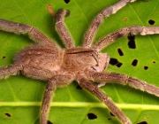 Aranha Armadeira 5