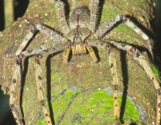 Aranha Huntsman 5