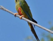 Arara Maracanã 6