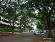 Arborização 4