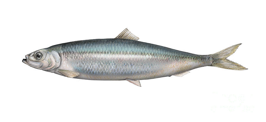 Hering. Clupea harengus harengus. Рыба Atlantic Herring, Clupea harengus. Атлантическо-Скандинавская сельдь. Сельдь на белом фоне.