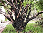 Árvore de Jabuticaba 1