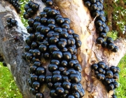 Árvore de Jabuticaba 2