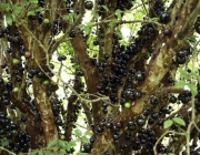 Árvore de Jabuticaba 3