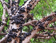 Árvore de Jabuticaba 6