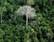 Árvores da Amazônia 1