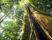 Árvores da Amazônia 2