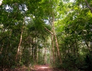 Árvores da Amazônia 3