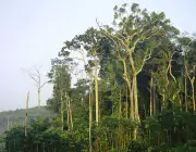 Árvores da Amazônia 6