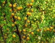 Árvores Frutíferas de Pequeno Porte Para Jardim 5