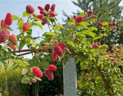 Árvores Frutíferas de Pequeno Porte Para Jardim 6