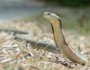 Cobra real