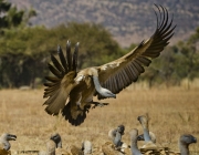 As Maiores Aves de Rapina do Mundo 6