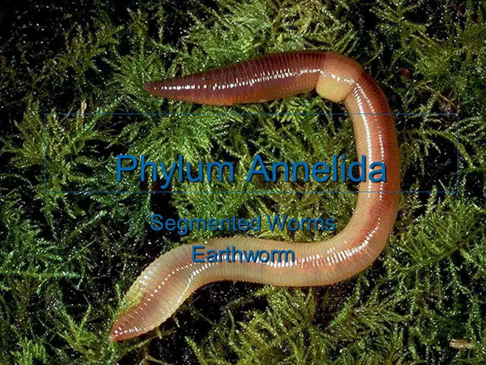 Phylum Annelida. Segmented Worms. Earthworm.