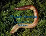 Phylum Annelida. Segmented Worms. Earthworm.