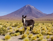 Atacama 3