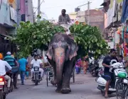 Atração Turística com Elefantes na Índia 1