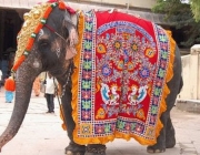 Atração Turística com Elefantes na Índia 2