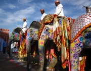 Atração Turística com Elefantes na Índia 4