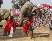 Atração Turística com Elefantes na Índia 5