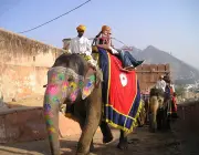 Atração Turística com Elefantes na Índia 6