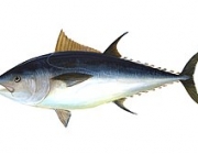 Atum 2