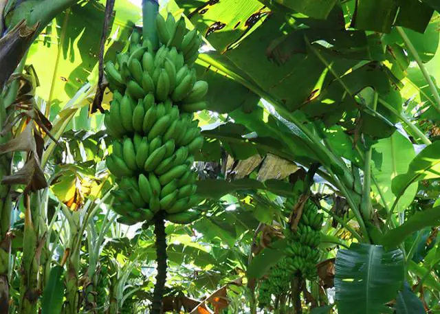 Aumento da Produtividade da Banana 6