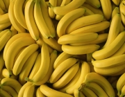 Aumento da Produtividade da Banana 3