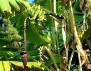 Aumento da Produtividade da Banana 4