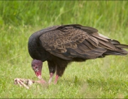 Aves da Família Cathartidae 1