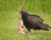 Aves da Família Cathartidae 2