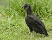 Aves da Família Cathartidae 3