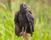 Aves da Família Cathartidae 4