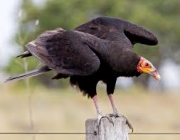 Aves da Família Cathartidae 5