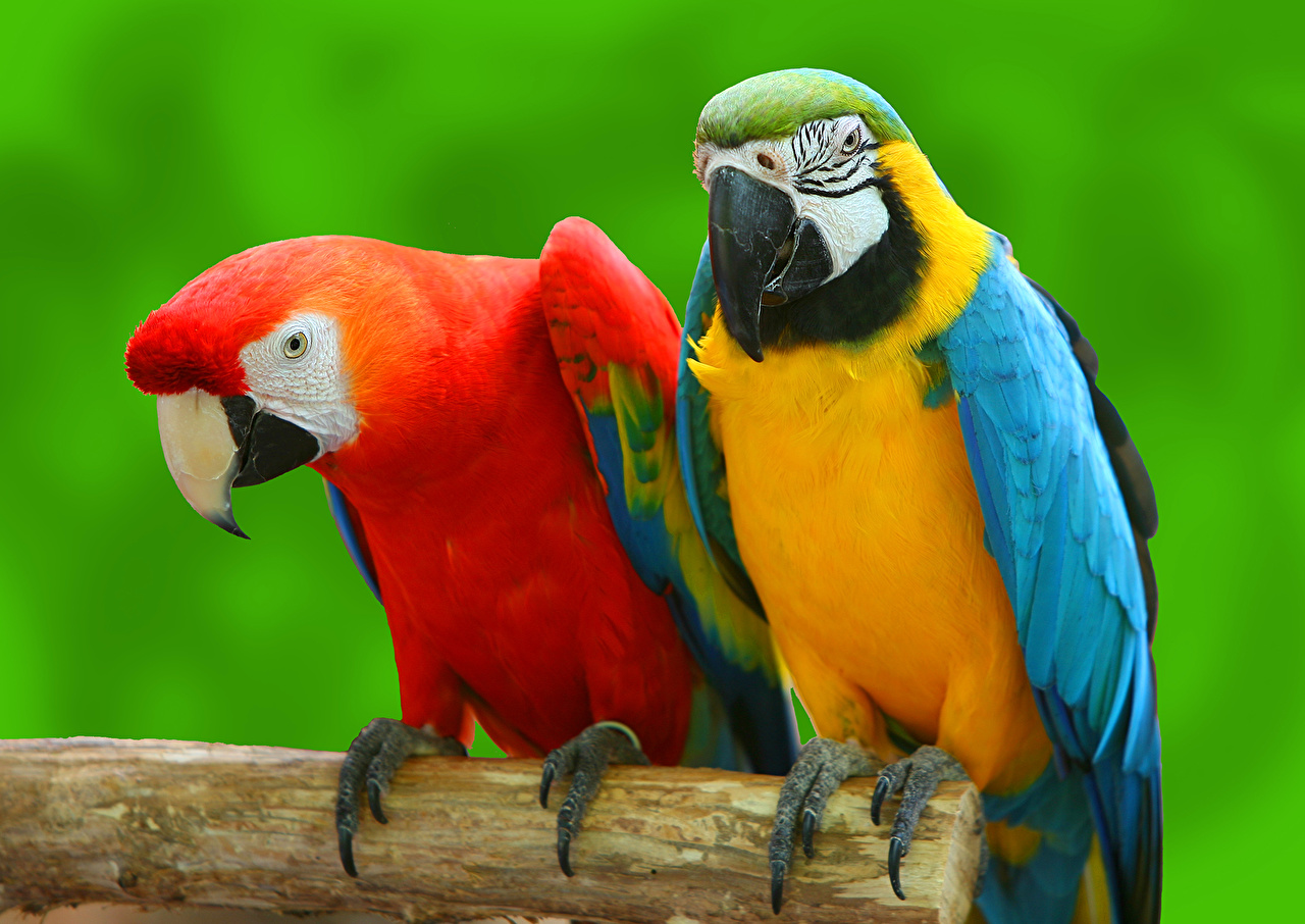 Papagaio Campeiro Psittaciformes | Mundo Ecologia