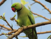 Aves da Família Psittaciformes 1