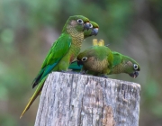 Aves da Família Psittaciformes 5