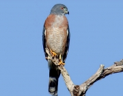 Aves de Rapina do Brasil 2