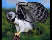 Aves de Rapina do Brasil 3
