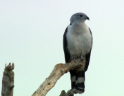 Aves de Rapina do Brasil 4