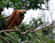 Aves de Rapina do Brasil 5