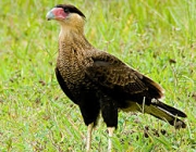 Aves de Rapina do Brasil 6