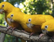 Aves do Brasil 3